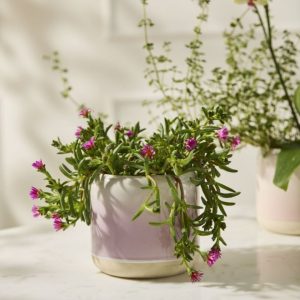 Skyway Pot - Purple/White - 5.25"