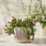 Skyway Pot - Purple/White - 5.25"