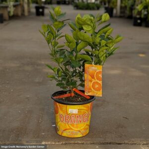 Orange Tree – Navel – #3 Container