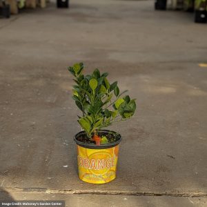 Orange Tree – Navel – #1 Container