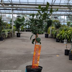 Tangerine Tree – Ponkan – #5 Container
