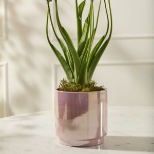 Passion Pot - Pink - 6"