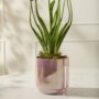 Passion Pot - Pink - 6"
