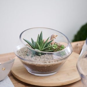 Dynamic Terrarium – 9.25″