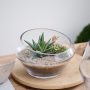 Dynamic Terrarium – 9.25″