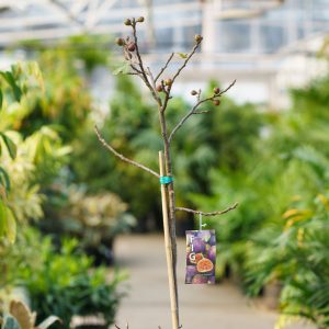 Fig Tree – #15 Container