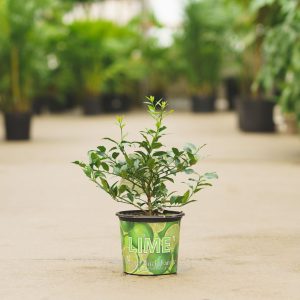 Key Lime Tree – Limequat – #1 Container