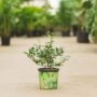 Key Lime Tree – Limequat – #1 Container