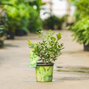 Key Lime Tree – Thorny – #1 Container