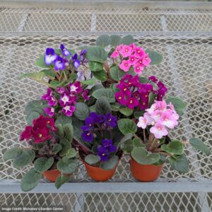 African Violet – 4″ Pot