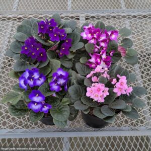 African Violet