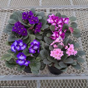 African Violet – 6″ Pot