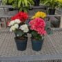 Begonia Rieger – 4″ / 4.5″