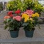 Begonia Rieger – 6″