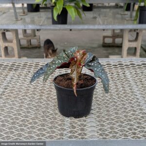 Begonia Maculata