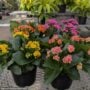 Calandiva – 6″ Pot