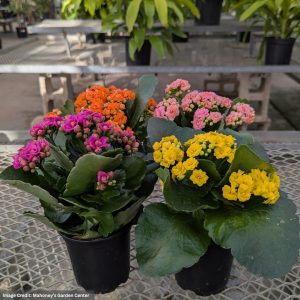 Calandiva – 4″/4.5″