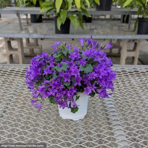 Campanula – 4″ Pot
