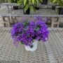 Campanula – 4″ Pot