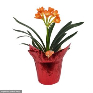Clivia – 6″ Pot