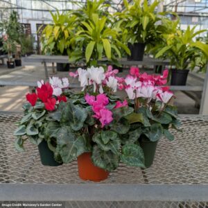 Cyclamen