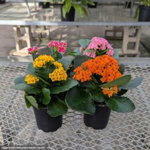 Kalanchoe – 4″ Pot