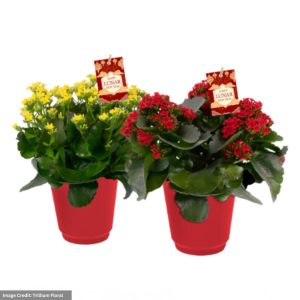 Kalanchoe – 6″ Pot