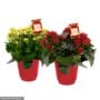 Kalanchoe – 6″ Pot