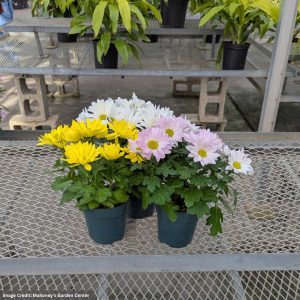 Pot Mum – 4.5″ Pot