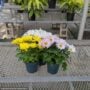 Pot Mum – 4.5″ Pot