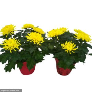 Pot Mum – 6″ Pot