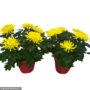 Pot Mum – 6″ Pot