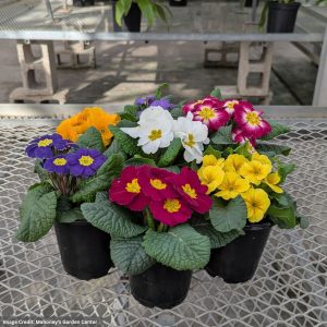 Primula Acaulis – 4″ Pot