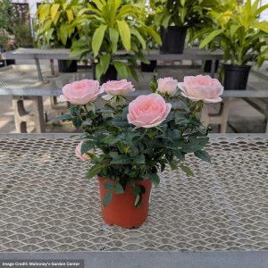 Mini Rose – 4″ Pot