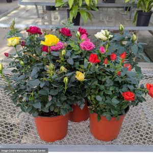 Mini Rose – 6″ Pot