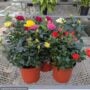 Mini Rose – 6″ Pot