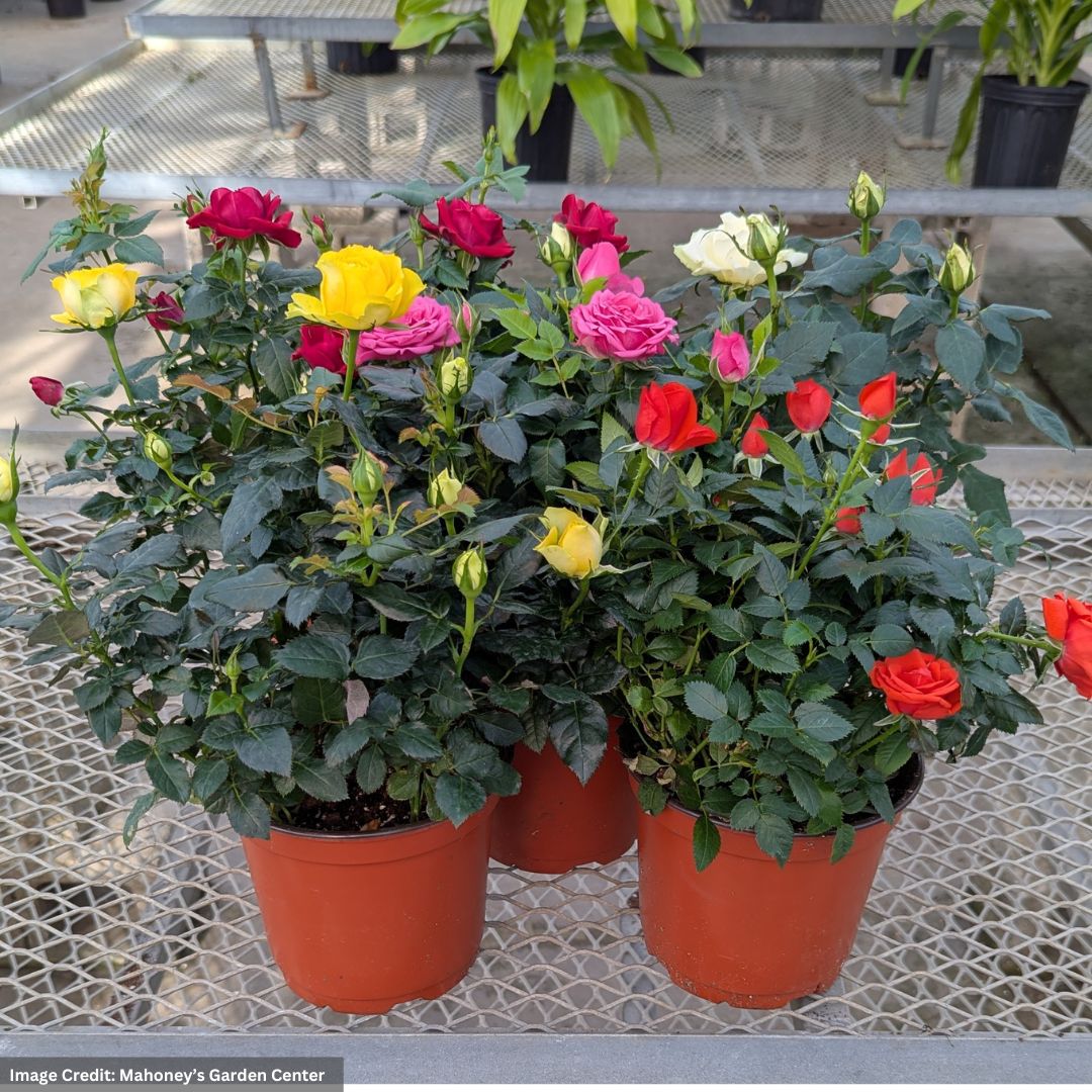 Mini Rose - 6" Pot | Mahoney's Garden Center