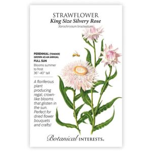 Strawflower Seeds – Botanical Interests – King Size Silvery Rose