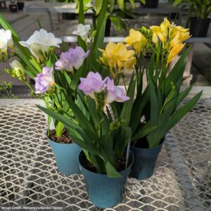 Freesia – 4.5″ Pot