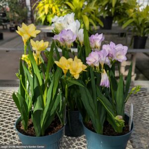 Freesia – 6″ Pot