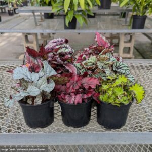 Begonia Rex – 5″