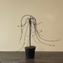 Pussy Willow – 6″ Pot