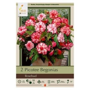 Begonia Picotee – Rosebud – 2 Bulb Pack