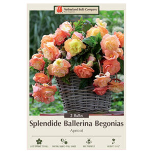 Begonia Splendide Ballerina – Apricot – 2 Bulb Pack