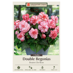 Begonia Double – Bouton De Rose – 2 Bulb Pack