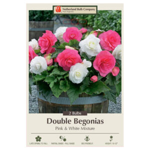 Begonia Double – Pink & White – 2 Bulb Pack