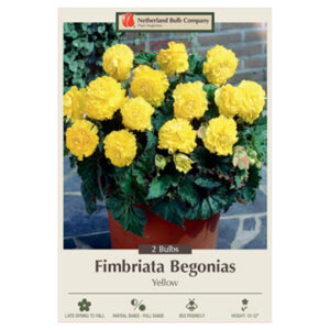 Begonia Picotee – Yellow – 2 Bulb Pack