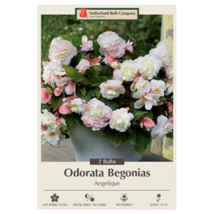 Begonia Odorata – Angelique – 2 Bulb pack