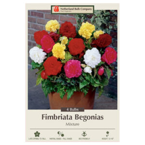 Begonia Fimbriata Mix – 4 Bulb Pack