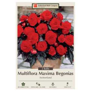 Begonia Multiflora Maxima – Switserland – 2 Bulb Pack